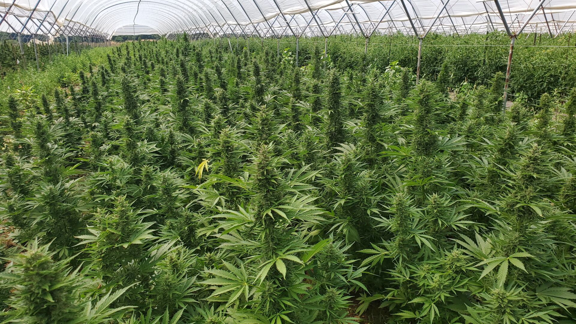 steve-groff-Auto Flower Hemp.jpg